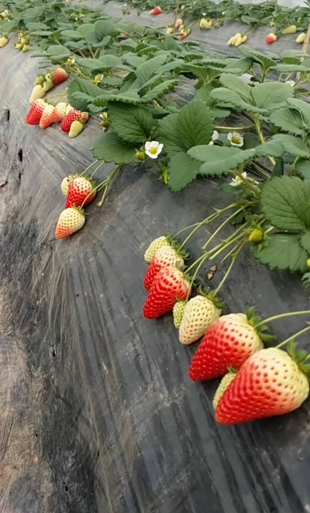 章姬草莓苗  牛奶、咖啡、艳丽、宁玉草莓苗一级苗赠送种植资料和技术，现挖