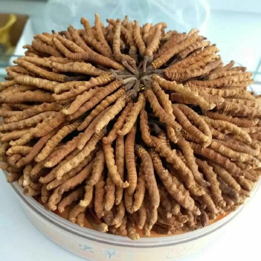 天祝县 青海冬虫夏草正品头草精选干货批发