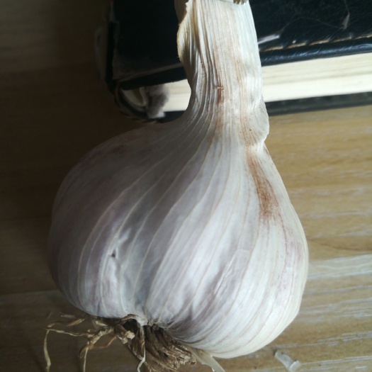 盐城 紫皮大蒜