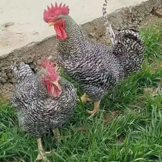 衡阳县 常年供应鸡苗  黑 白 打好疫苗
