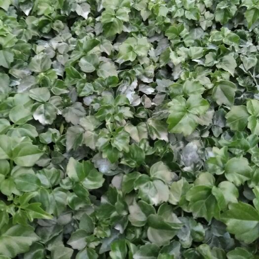 广州幸福树盆栽  幸福树种苗小富贵室内观叶盆栽花卉绿植