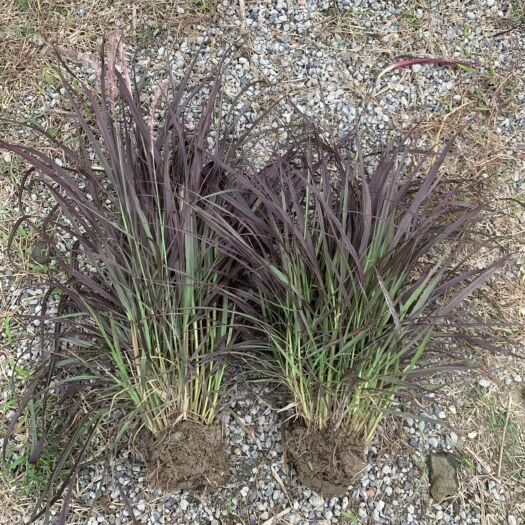 杭州紫叶狼尾草 观赏草，基地大量供应