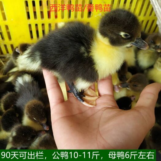 南宁番鸭苗