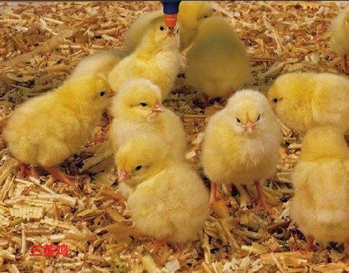 南宁土鸡苗 三黄包打疫苗运输包活 纯种优质 包教技术 价格合理优惠