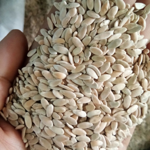 安国市甜瓜子 药食两用 （非种子）颗粒饱满 批发零售