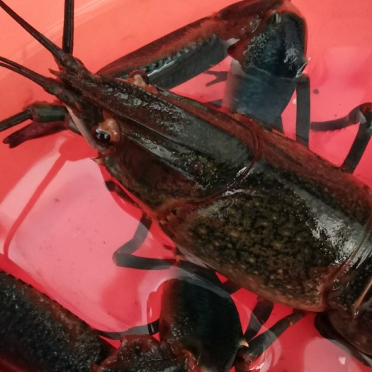 海盐县 澳洲淡水龙虾