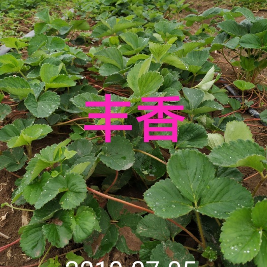 邓州市 丰香草莓苗，河南草莓种苗，包成活，免费提供技术指导
