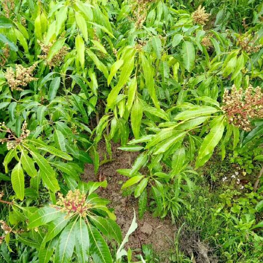 灵山县 凯特芒果苗