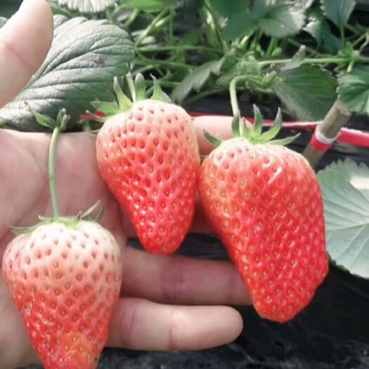 泰安 丰香草莓苗一级苗赠送种植资料和技术20-30cm
