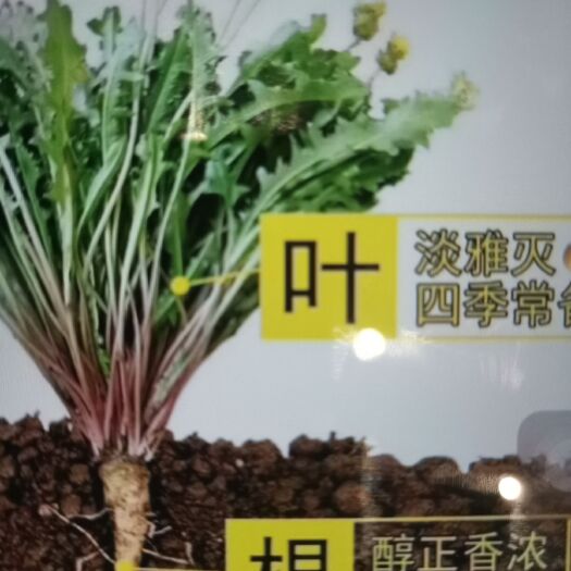 梨树县蒲公英（鲜食） 蒲公英根