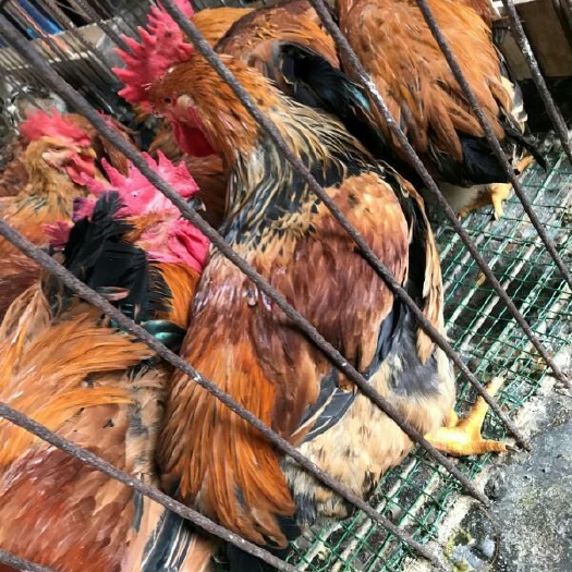 遵义k9肉鸡苗882 k9出壳包打疫苗 包存活
