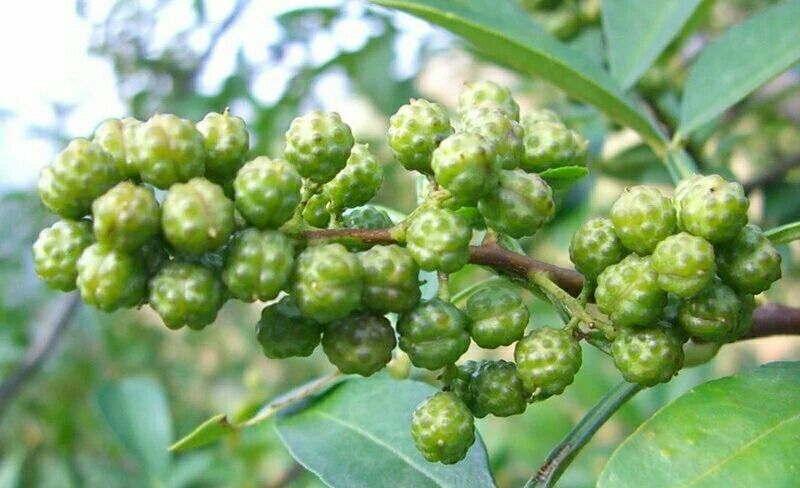鲁甸县青花椒 物以稀为贵