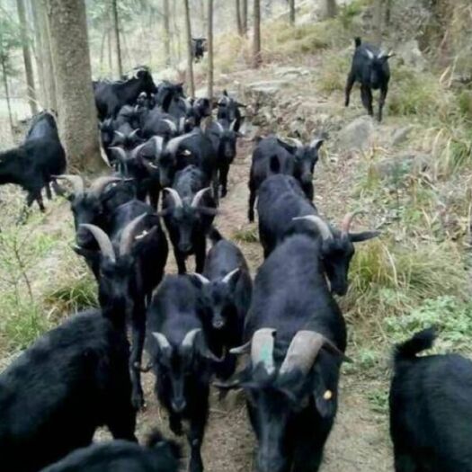 乳源县 纯绿色食草山羊