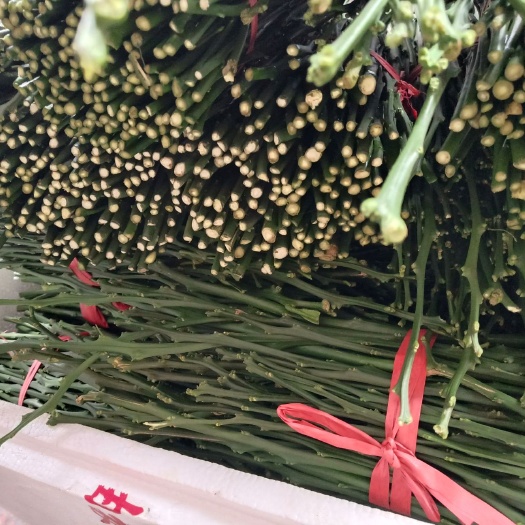 龙山县纽荷尔脐橙枝条 15~20cm