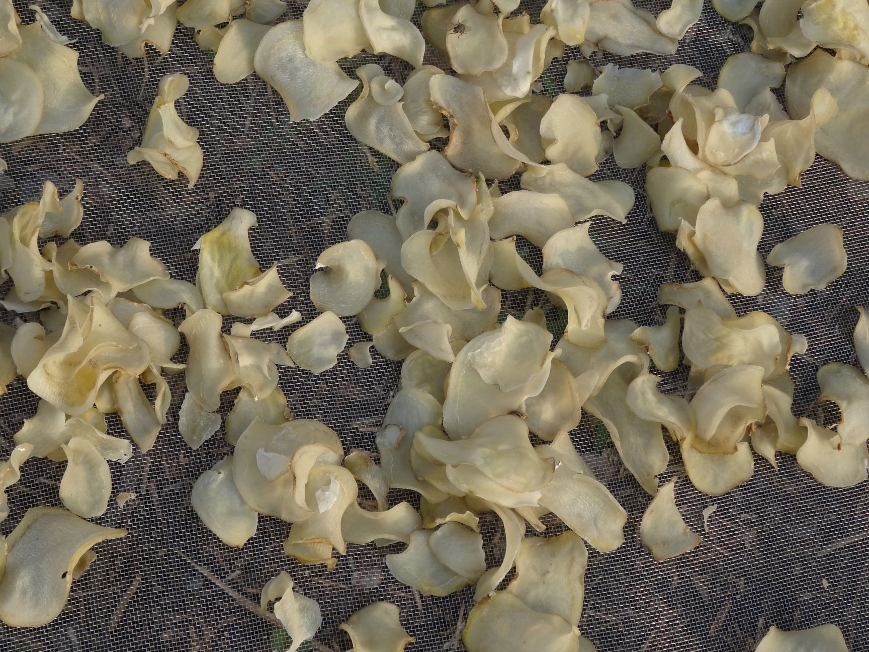 干土豆  21年新土豆干片洋芋片马铃薯干片