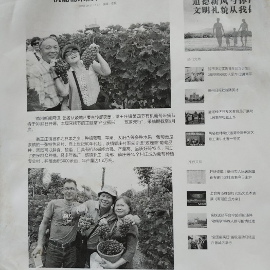 德州 有机认证的玫芗牌玫瑰香葡萄面积500多亩，7月底上市。