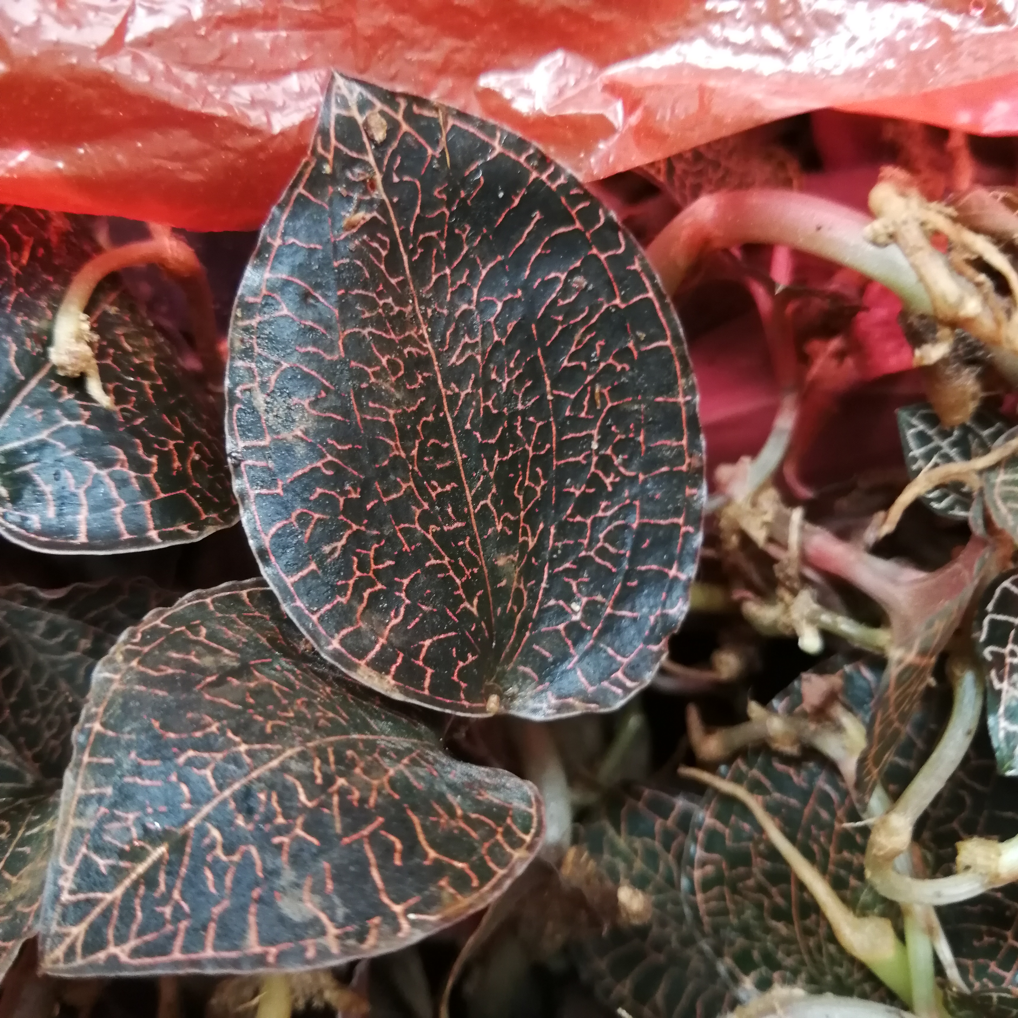 金线莲 鲜草用途:血压.糖尿.血脂高.提神醒脑无病可食保健