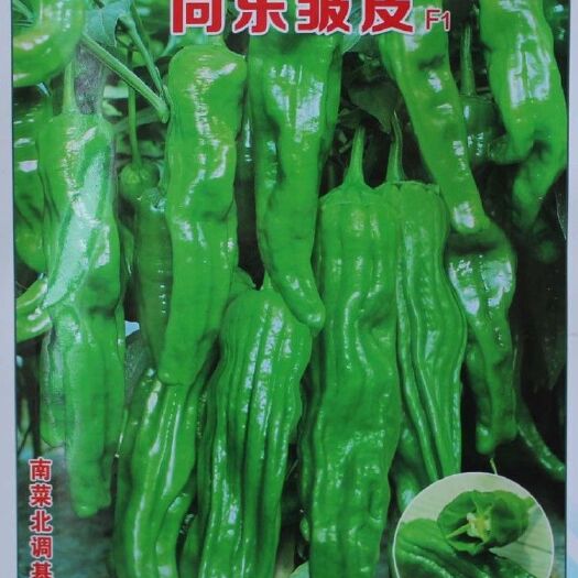 薄皮辣椒种子  同乐皱皮椒薄皮香椒辣椒种子

同乐皱皮椒种子