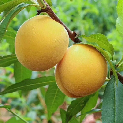 蒙阴县 黄金蜜桃，风味独特