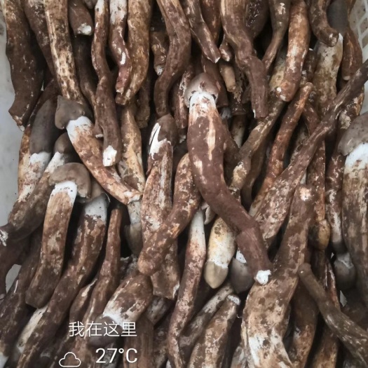 盐源县鸡枞菌 野生鸡枞市场最底价