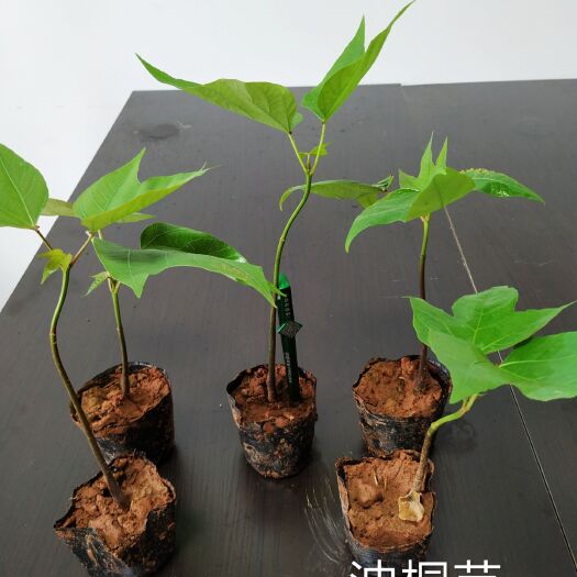  油桐苗 杯苗  千年龟背油桐苗 杯苗