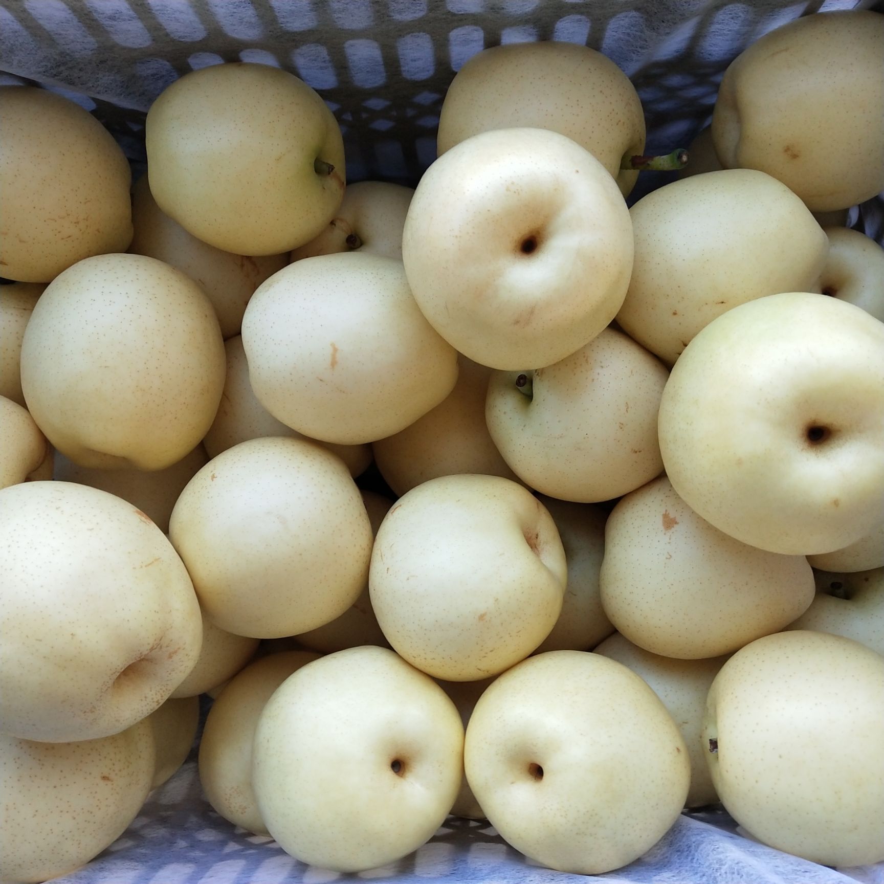 皇冠梨 70mm以上 250-300g