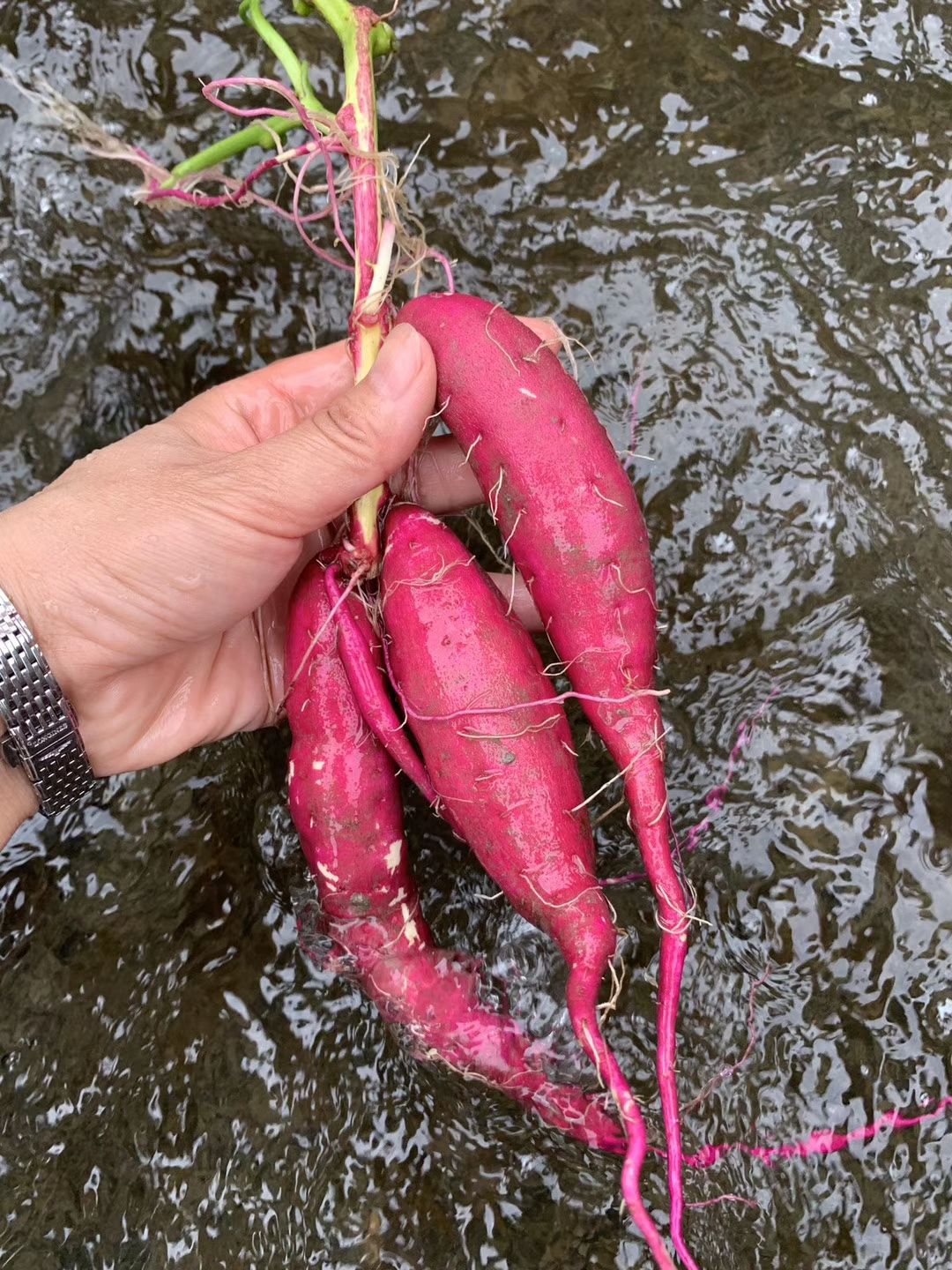  正宗临安天目小香薯