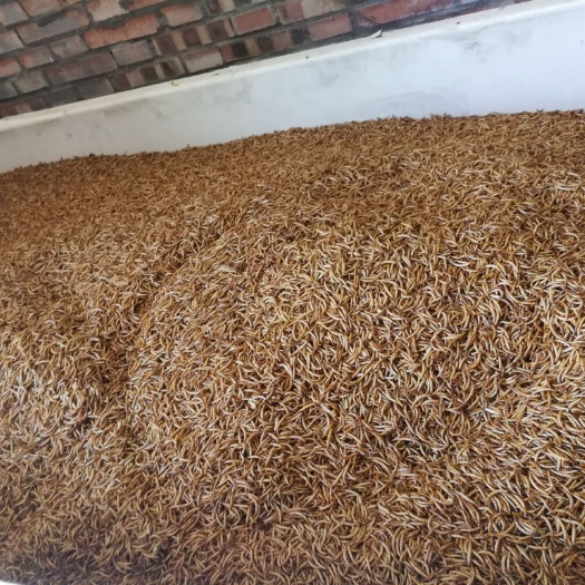 伊川县黄粉虫 面包虫干，营养双丰收，宠物必备佳品，物美价廉。