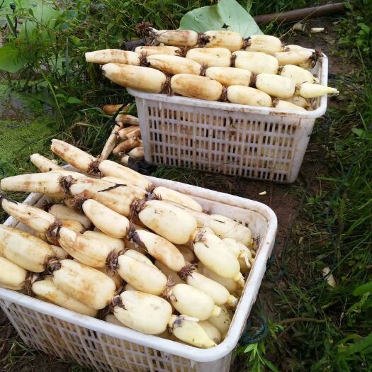重庆市塘藕 什么样的货都有，要货的老板可以联系我哟