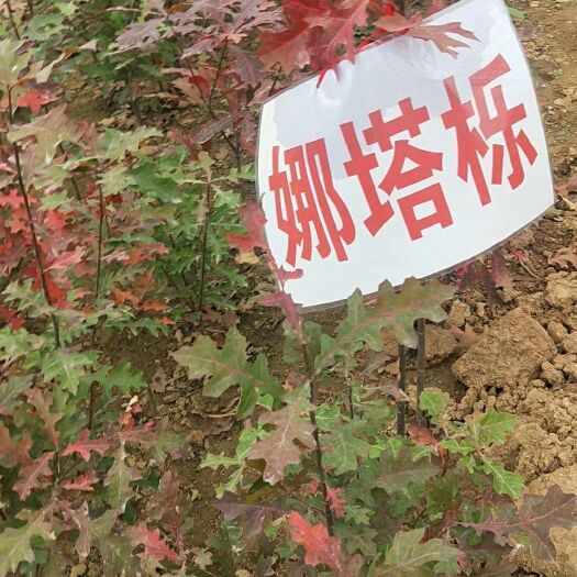 邳州市美国红枫苗 美国红枫，娜塔栎