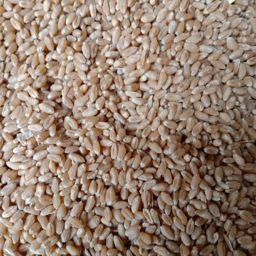 平阴县 现有小麦6万斤，需要的联系
