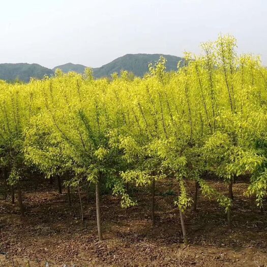 开原市彩叶卫矛   开原市美城苗圃金叶卫矛价格1-8公分 树形优美