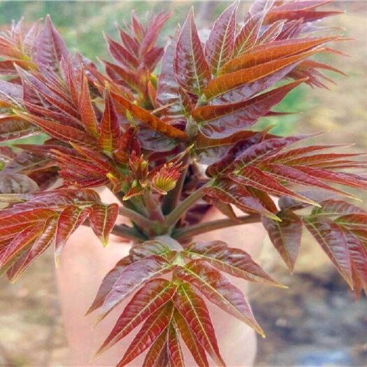 泰安 红油香椿苗，大棚香椿苗，提供技术支持包成活