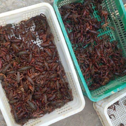  塘口直供小龙虾大量有货