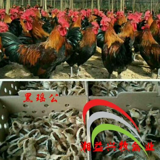 广州黑瑶鸡苗  黑瑶公苗,母苗