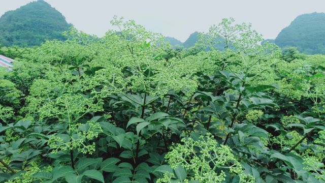 罗城县 高产中花吴茱萸苗