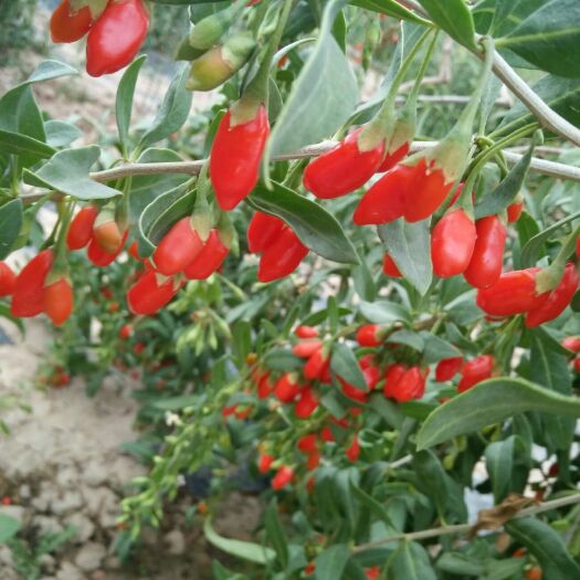 靖远县 红枸杞，粒大，色泽鲜艳，价格合适，自家种植产品！