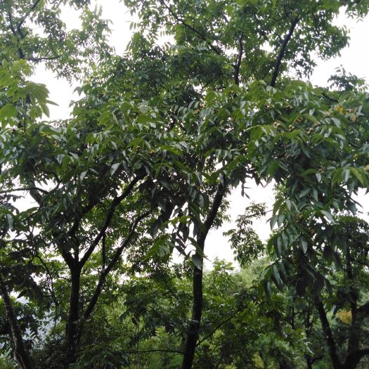 芒市 野生 老品种核桃 需要的老板赶紧联系