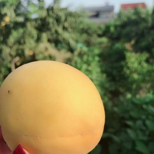 江陵县锦绣黄桃 。吃过的都说好！80元包邮，每箱|0斤。