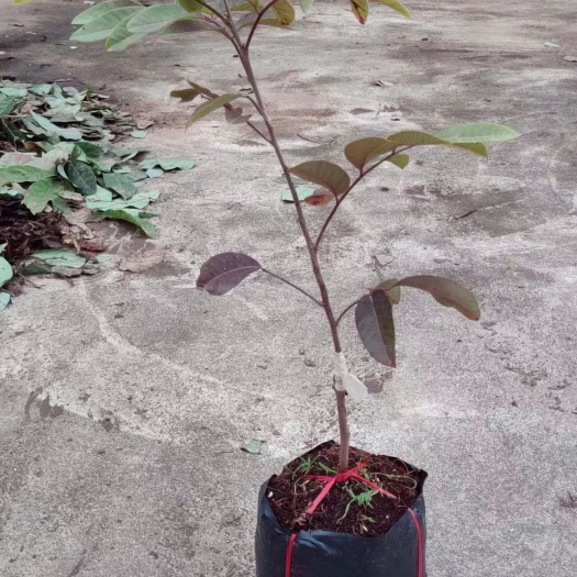 灵山县红皮龙眼苗