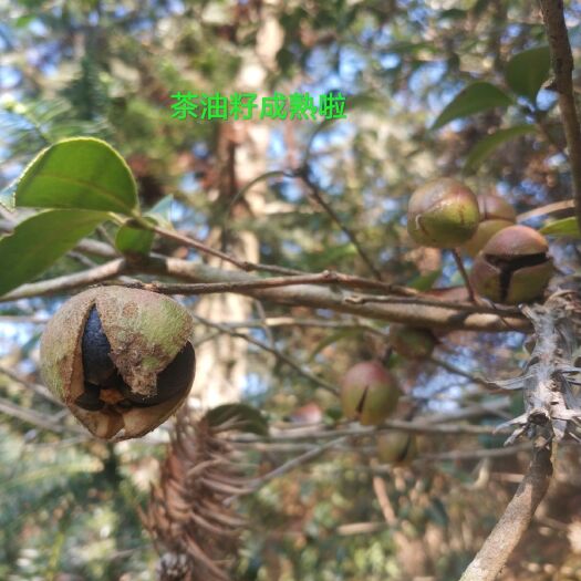 三江县野生山茶油 50年的茶油树，