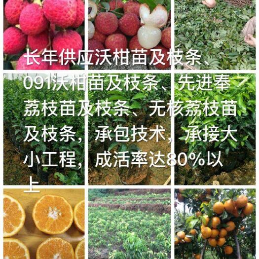 仙进奉荔枝苗 仙进奉荔枝