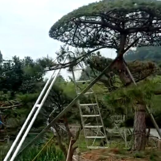 造型油松  长期专注于黑松油松151造型。1770专业造型师