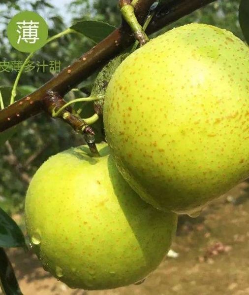 砀山县 梨