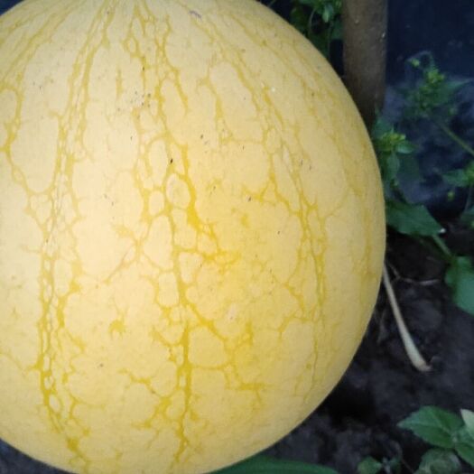 黄心西瓜 5斤打底 8成熟 2茬以上 有籽 黄皮西瓜