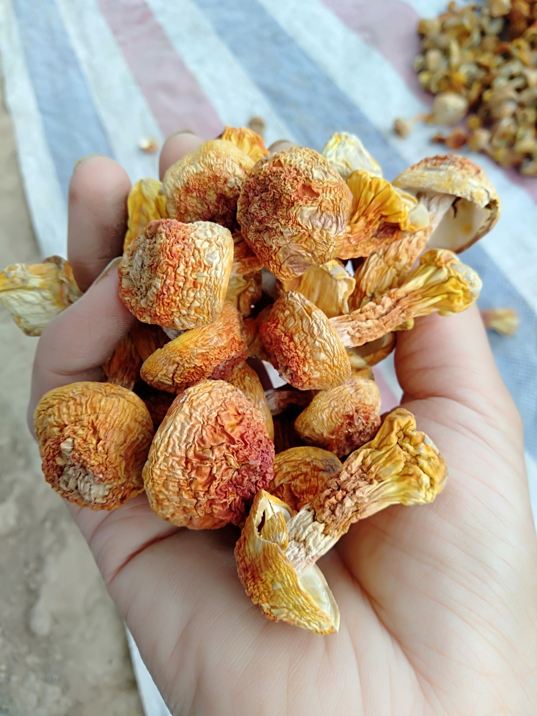 姬松茸  邯郸专业种植基地源头货，金黄短腿货，产地直发，绿色