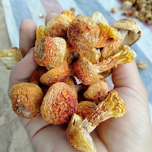 曲周县姬松茸  邯郸专业种植基地源头货，金黄短腿货，产地直发，绿色