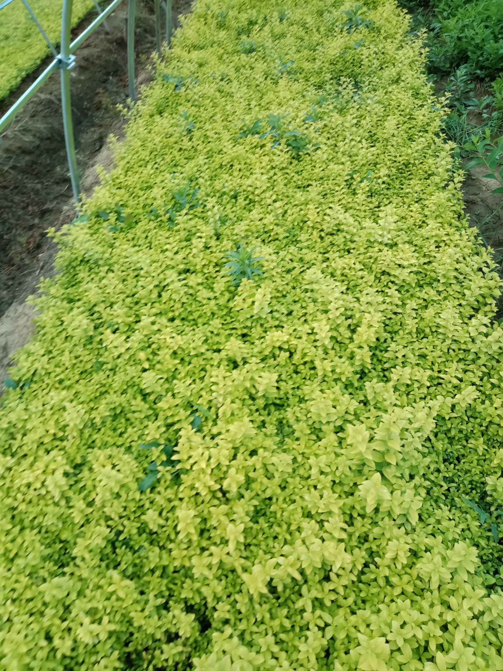 金森女贞苗  金森女贞色块苗庭院园林四季常青绿化苗木金森女贞小苗 绿篱植物