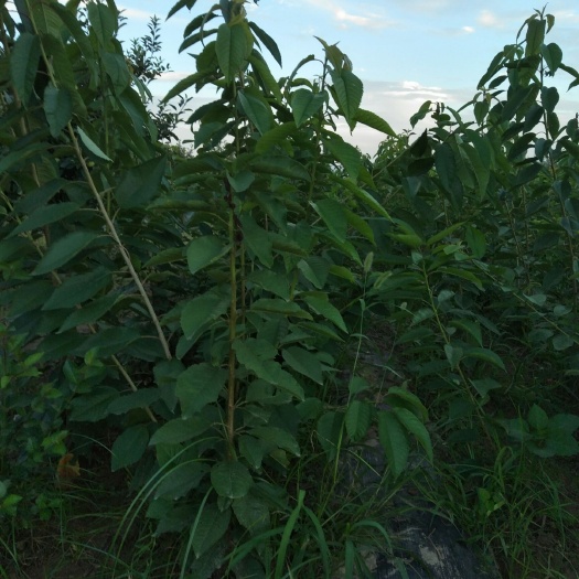 大荔县吉塞拉樱桃苗