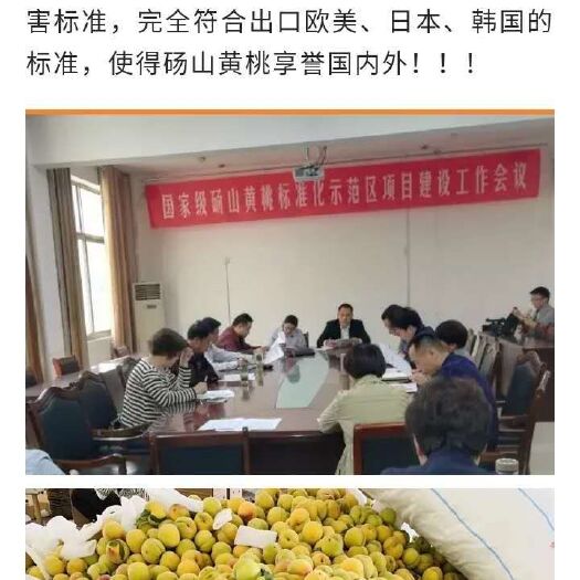  安徽砀山黄桃